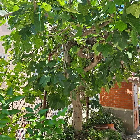 Daire Sun Garden *